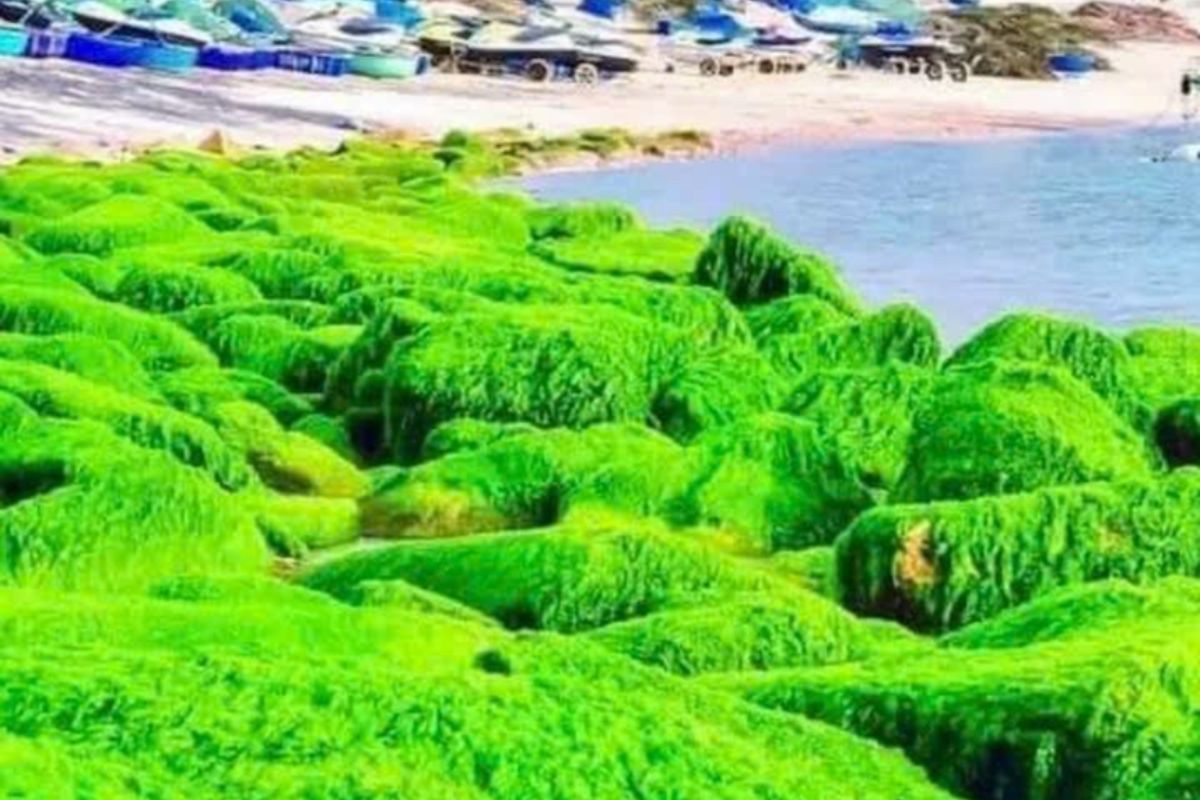 Hon Kho Island & Eo Gio Day Tour